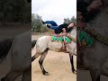جوكم جيابين سياقة 