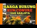 Harga Jual Burung Lovebird 2019