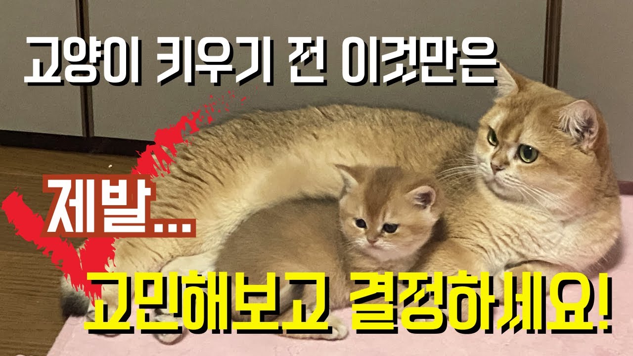 예비 집사들이 후회 안하기 위해 고양이 키우기 전 고민해야할 것들.