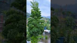 Curly Kale Chinas Frilly Green Vegetable That Looks Decorative