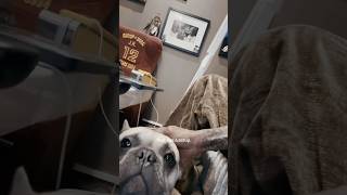 Dogg Gone Ep5: Home Sweet Home