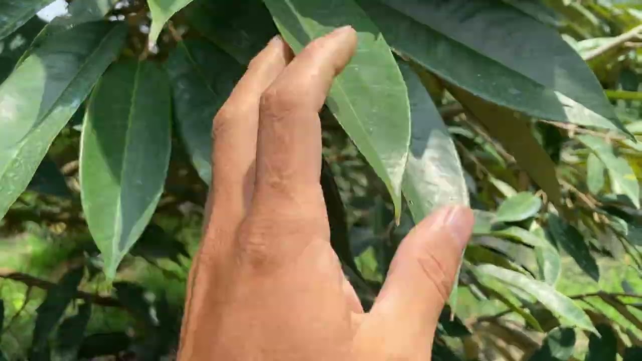 Sầu riêng bị cháy lá và cách khắc phục hiệu quả khi làm bông mùa thuận