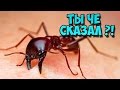 ЭТОГО вы НЕ ЗНАЛИ о муравьях