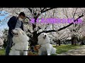 桜満開の日に生まれたさくらは花散らしの嵐と共に旅立ちました