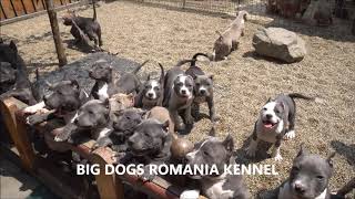 PUPPIES  FOR SALE AMERICAN BULLY