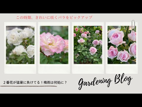 猛暑の中で咲くバラたち - YouTube