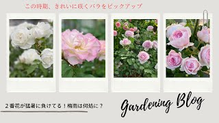 猛暑の中で咲くバラたち - YouTube