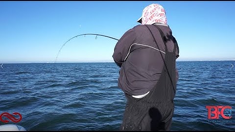 Grouper and Snapper Free Lining Techniques inside Tampa Bay