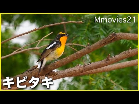 キビタキの鳴き声 Narcissus Flycatcher Youtube