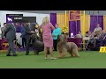 Briards  breed judging 2019