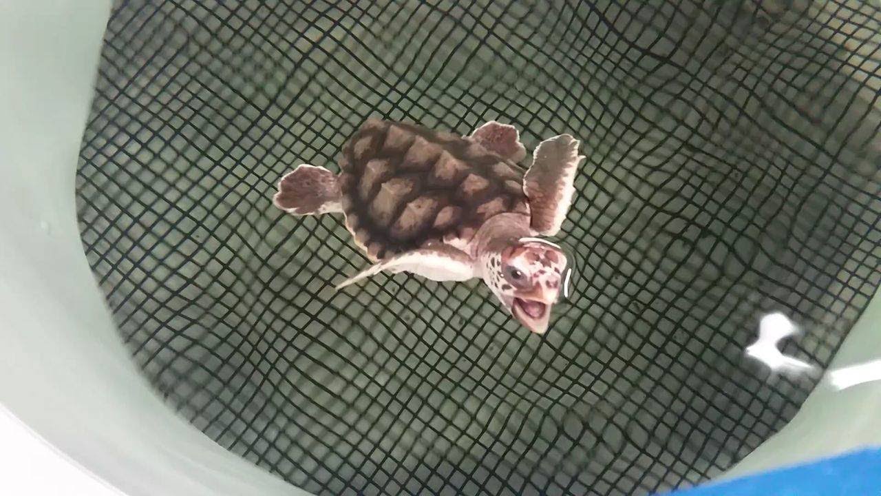 Click2Daily: NOAA Galveston facility tests device to save sea turtles from fishing nets