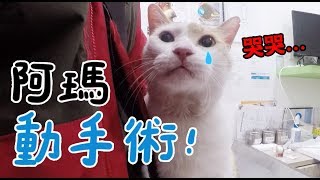 【黃阿瑪的後宮生活】阿瑪動手術