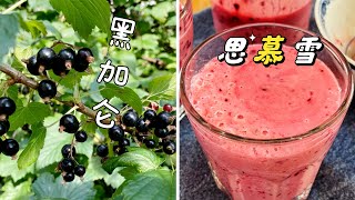 黑加仑思慕雪｜夏天里的绝佳饮品，保护视力抗氧化