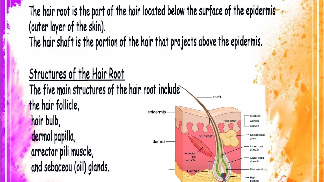 Structure of hair root ..structure of hair shaft..hair shapes chapter-1 -  YouTube