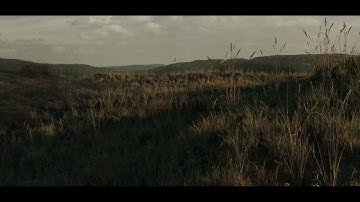 Cinematic Grass Animation in Maya | MASH Tutorial