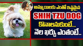 Shih Tzu Dog Breed Cost and Complete Details | Facts About Shih Tzu Dog | PlayEven