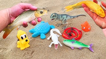 Tìm kiếm đồ chơi động vật và cá koi, khủng long, con rùa, con chó, con rắn, cá sấu