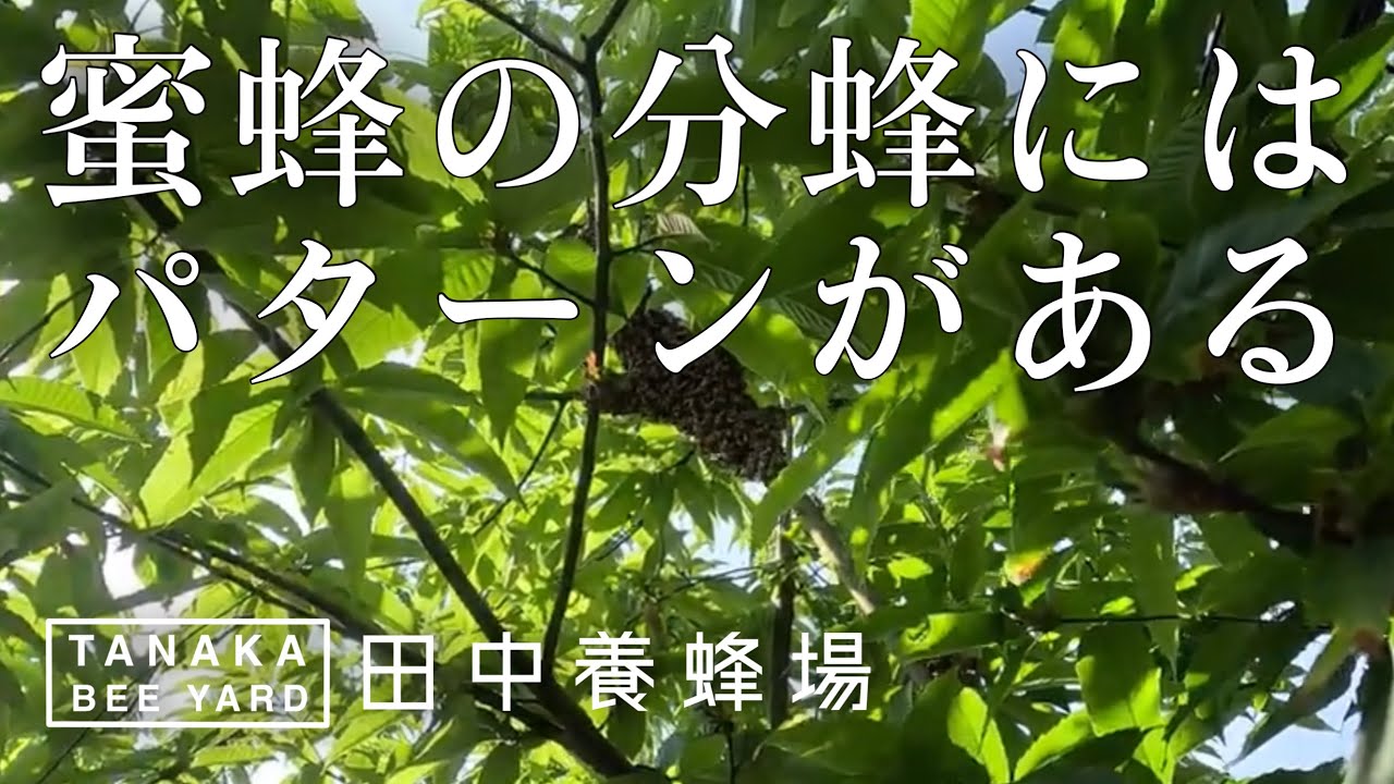 蜜蜂の分蜂という行動について