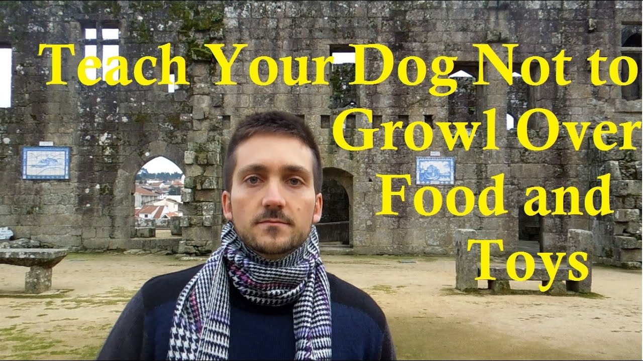 How To Train Your Dog Not To Growl How To Train Your Dog Not To Growl
