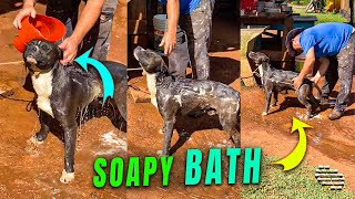 Man Gives His Dog a Soapy Bath