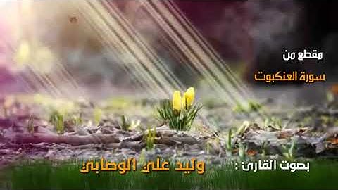 تلاوة رائعة للقارئ : وليد الوصابي اليماني