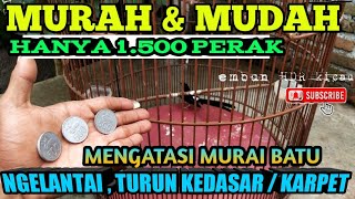 MENGATASI MURAI BATU NGELANTAI /TERJUN KE KARPET HANYA 1.500 PERAK