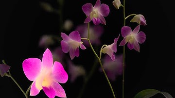 New Animation Effects for PowerPoint 2010 BETA video