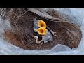 common myna baby birds asking for help