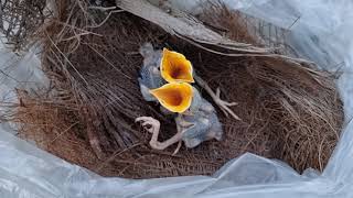 help baby myna birds fallen nest from palm tree