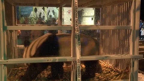 Two Chinese Pandas Arrive in Amsterdam