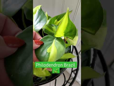 Video: Pěstování rostlin brazilských svíček v interiéru – jak pečovat o brazilské svíčky Pavonia