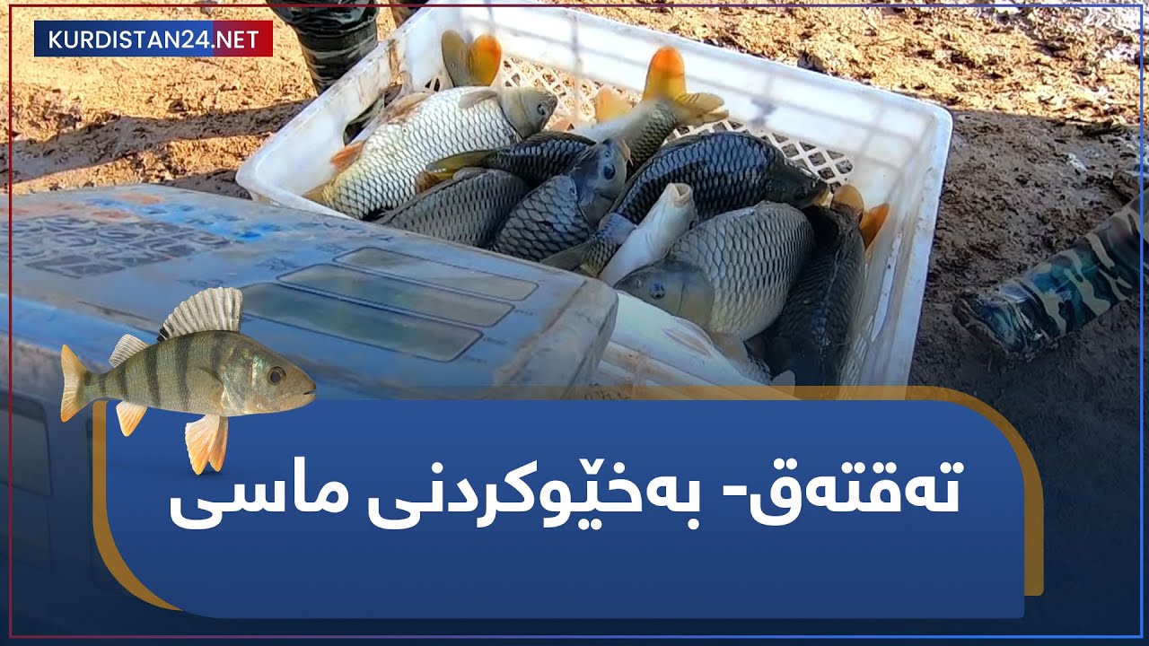 تەقتەق- بەخێوکردنی ماسی