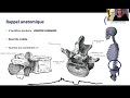 Les fractures du rachis thoracolombaire, Dr Solene Prost (Sce Prs Tropiano & Blondel)