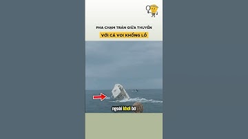 Pha Chạm Trán Giữa Thuyền Với Cá Voi #shorts #facts