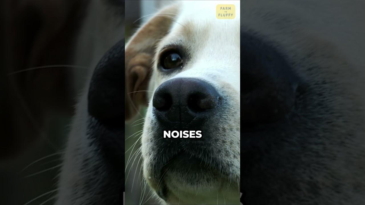 Hidden Facts About Dogs You Didn't Know😮 #dogfacts #dogsofyoutubeshorts