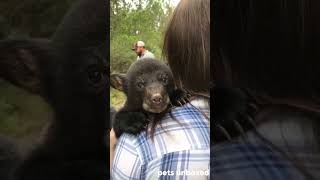 Amazing Animal Transformation 🐻🐰🐍 | Bear, Rabbit &amp; Snake Evolution #shorts  #animals #cute