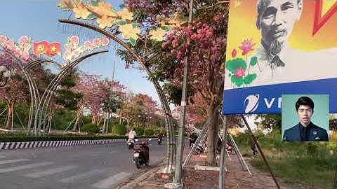 Hoa Kèn Hồng 2023 Sóc Trăng Nở Đẹp Rực Rỡ Ngọt Ngào Đón Khách Tham Quan - Mạnh Short