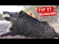 10 dakika da 27 mükemmel domuz avı, En iyi domuz avları unutulmaz sahneler BEST  WILD BOAR HUNTS