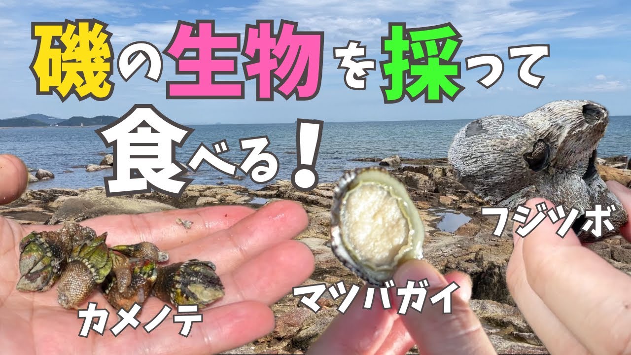 カメノテやフジツボを採って食べてみた！　Catching and eating sea creatures