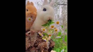 Заргушак - خرگوش - Rabbit - أرنب - Кролик - Tavşan - #rebbit #кролики #shorts #shortvideo #кролик