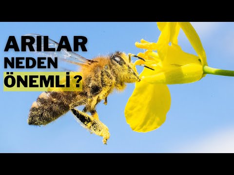 Video: Qırmızı Ordunun dəmir yumruğu. Motorlu və Panzer Bölmələri