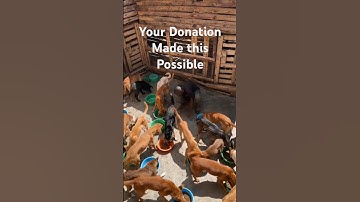 🐶 Your Support Keeps Them Alive – Help Feed Our Rescues! ❤️ #DogRescue #SaveLives