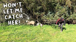 Trying to treat lame sheep as they lamb  |  Lambing Day 22