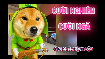 Khoảnh khắc hài hước của động vật khiến bạn cười nghiên cười ngã