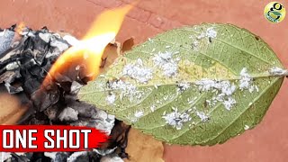 Best Pest Control Method + 6 Ways to Eliminate Aphids MealyBugs with Organic Pesticides