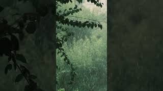 Rain Souns in the ForestㅣRelaxing Forest Sounds