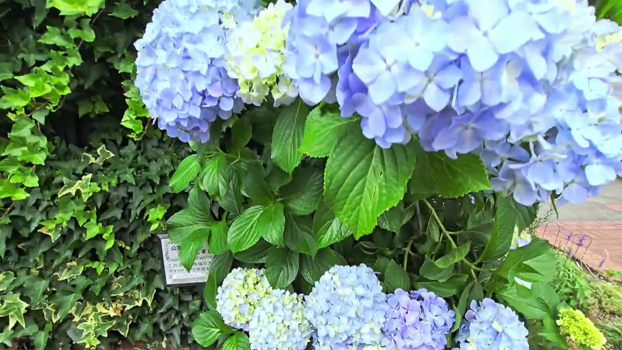 Hydrangea! In a Tokyo neighborhood! #tokyo #japan #flowers