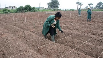 Six Steps to Cassava Weed Management and Best Agronomic Practices