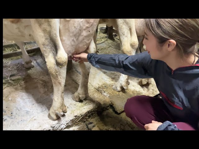 酪農 奥さんによる牧場案内 （搾乳 中編）牛のおっぱいに触って