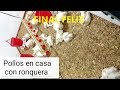 POLLOS CON RONQUERA - CAUSA-SOLUCIÓN/Pollo en casa